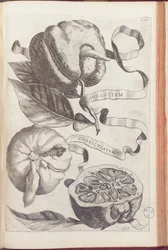 Rohatý pomeranč, deska 409 z „Hesperides or de Malorum Aureorum Cultura et Usu Libri quatuor“ od Giovanniho Battisty Ferrariho, 1646
