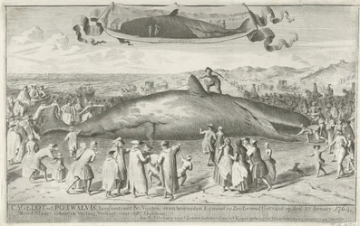 Potvis gestrand bij Egmond aan Zee, 1764 Cagelot of Potwalvis, lang omtrent 60 Voeten, even benoorden Egmond op Zee Levend Gestrand op den 15 Feruary 1764. den 1 Maart aldaar in Veiling Verkogt voor 810 Guldens (title on object)   1357432   cs       czech 