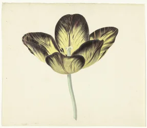 Tulipán s názvem Bizard Egyptienne