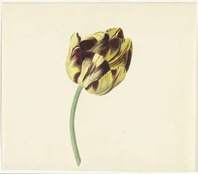 Tulp nazval Bizarda římským pontifikem