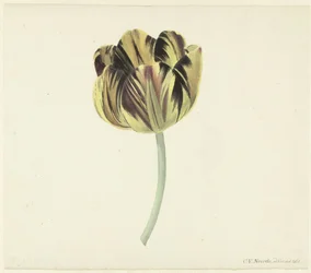 Tulipán s názvem Bizard Rosette