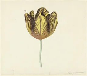 Tulip s názvem Bizard Sub. A