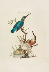 Holandští ptáci: Podle jejich domácnosti, Aert a charakteristiky, 1770-1829.