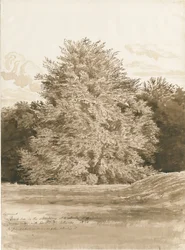 Wrottesley Hall - The Shrubbery: Sépiová kresba, 1820
