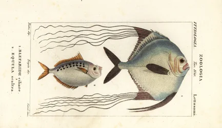 Pompano africké, Alectis ciliaris, Blepharis ciliaris, Blefaride ciliare 1 a ponyfish, Poulain ruse, Leiognathus equulus 2