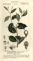 Agarwood, Aquilaria malaccensis, kriticky ohrožený