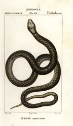 Krajta ametystinová, Simalia amethistina
