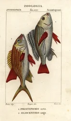 Grunt pruhovaný, Pomadasys furcatus 1 a veverka, Holocentrus ascension 2