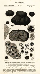 Černý lanýž, Tuber melanosporum (hlíza potravinářská, lanýž jedlý, hlíza Lycoperdon)
