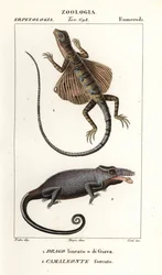Common flying dragon and two-horned chameleon   1412020   cs       czech Successfully Translated  Original: Arashi Rikan als Miyamoto Musashi Translat: Arashi Rikan als Miyamoto Musashi 1381609 cs czech Successfully Translated Original: Jonge man met hoed 