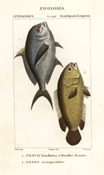 Damselfish, Chromis chromis 1 a popínavý okoun, Anabas testudineus 2