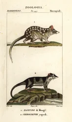 Východní quoll a vodní vačice