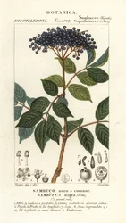 Bez černý evropský, Sambucus nigra, Sambuco nero o comune