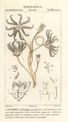 Vyhynulý krinoid Encrinus, Encrino dEuropa