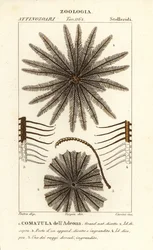 Feather star crinoid, Oligometrides adeonae, Comatula adeonae, Comatula dellAdeona   1402082   cs       czech Successfully Translated  Original: Viterbo Translat: Viterbo 1227531 cs czech Successfully Translated Original: Allegorische voorstelling van de 