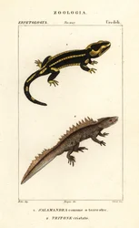 Mlok ohnivý, Salamandra salamandra 1 a čolek velký, Triturus cristatus (kriticky ohrožený) 2