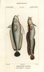 Vousatý, Phycis phycis 1 a Houpací pětivous, Ciliata mustela