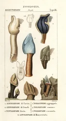 Barnacles husí