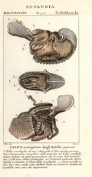 Chobotnice argonauta větší, Argonauta argo