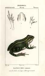 Zelená žába, Pelophylax kl esculentus