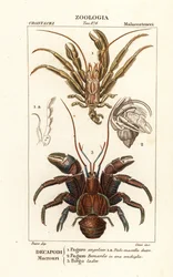 Krabi poustevníci a kokosový krab