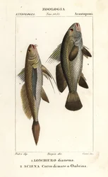 Dlouhoocasý smuhař, Lonchurus lanceolatus 1, a smuhař, bubeník, kamenný okoun, stínová ryba, Argyrosomus regius 2