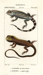 ještěrka lyreshead, Lyriocephalus scutatus 1 a ještěrka potápivá nebo leguán mophead, Uranoscodon superciliosus 2