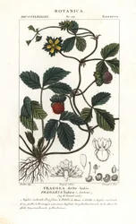 Falešná jahoda, Potentilla indica