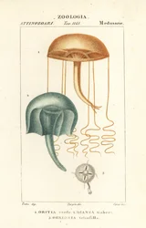 Medúza pouhým okem, Orythia viridis, Oritia verde 1 a hydrozoáni, Geryonia proboscidalis, Dianea gabert 2 a Liriope tetraphylla, Gerionia tetrafilla 3