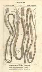 Parazitičtí červi a tasemnice, Bothriocephalus coronatus 1, Bothriocephalus corolla 2, a tasemnice štiková, Triaenophorus nodulosus 3