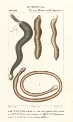 Arašídové červy, Sipunculus nudus 1, Sihonosoma cumanense 4 atd.