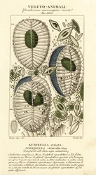 Plankton, Surirella striatula, Surirella striata