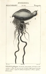Portugalský válečný muž Physalia physalis