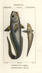 Hlavoun hrubohlavý nebo hlavoun cibulooký, Macrourus berglax 1 a hlavoun dutý, Coelorhynchus caelorhincus (Lepidoleprus coelorhynchus) 2