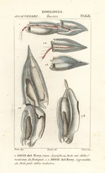 Sifonofory, Diphyes dispar, Diphyes boryi, Difie del Bory