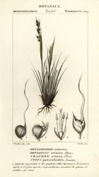 kopinatec, Piptochaetium panicoides