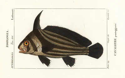 strakatý buben, Equetus punctatus Eques punctatus, Cavaliere punteggiato