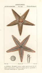 Hvězdice nebo mořská hvězda, Asterias rubens
