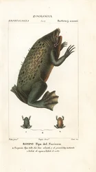 Ropucha surinamská, Pipa pipa