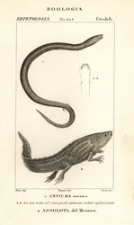 Amphiuma dvouprstá, Amphiuma znamená, Anfiuma znamená 1, a kriticky ohrožený axolotl neboli mexická kráčející ryba, Ambystoma mexicanum, Assolotl del Messico 2