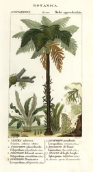 kapradina západoindická, Cyathea arborea, kapradina révová, Microgramma piloselloides 2, kapradina půvabná, Niphidium crassifolium 3, kapradina střapec obecná, Huperzia phlegmaria 4, kyjovník obecný, Lycopodiella cernua 5, přeslička vodní