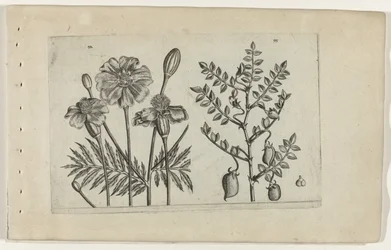 Tagetes a cizrna Cognoscite lilia (název série)
