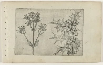 Centaury(?) a Holly Cognoscite lilia (název série)