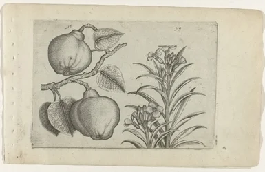Kweepeer a muurbloem Cognoscite Lily (název série)