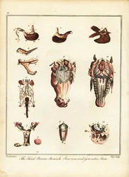 Anatomie koně. 1792 (rytina)