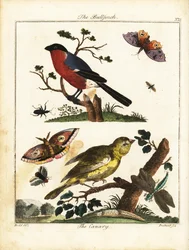 Hýl, kanárek, motýl, můra atd. 1792 (rytina)