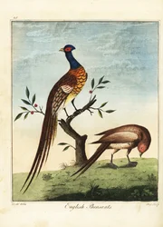 Angličtí bažanti, samec a samice. 1792 (rytina)