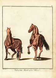 Svalstvo koně. 1792 (rytina)