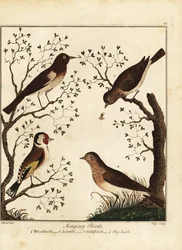 Pěvci: skřivan lesní, lín, stehlík, skřivan. 1792 (rytina)