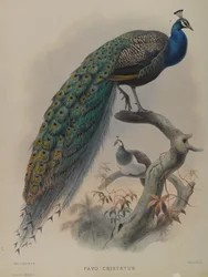 Pavo Cristatus - Páv obecný (barva lito)